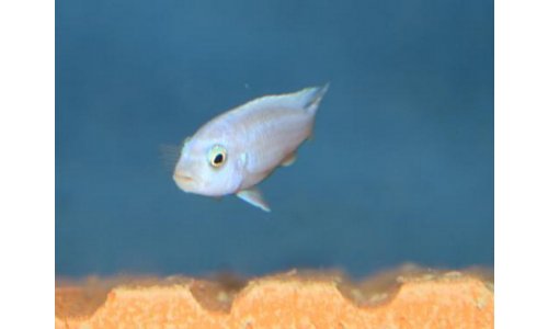 Melanochromis maingano white